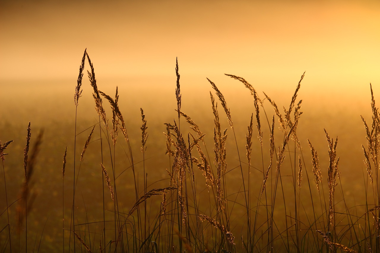 Image - reed grass fog sunrise grasses