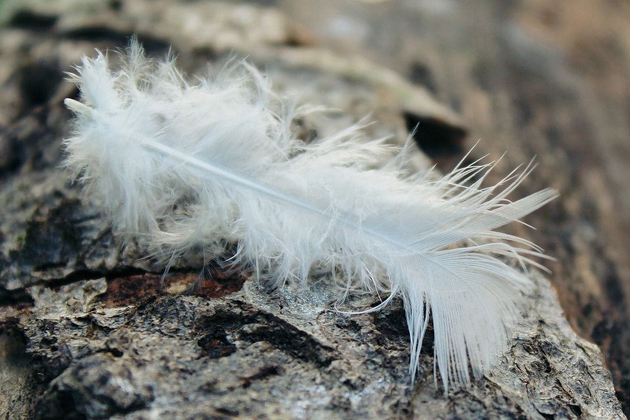 Image - feather log tribe bark tree wood