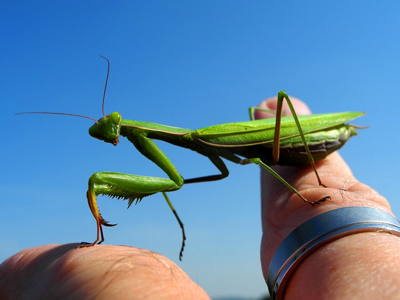 Image - mantis insect green