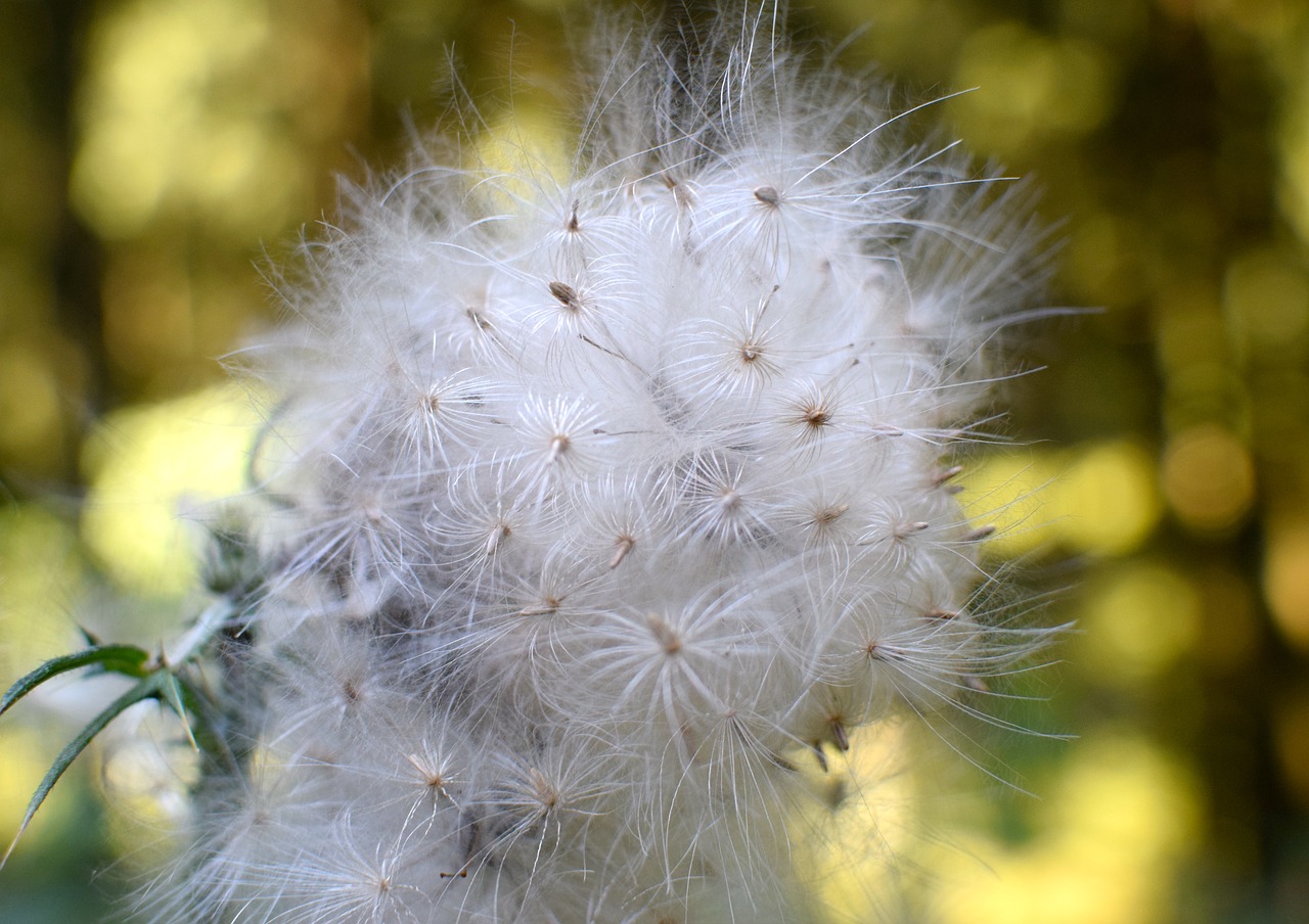 Image - seeds flying seeds pointed flower