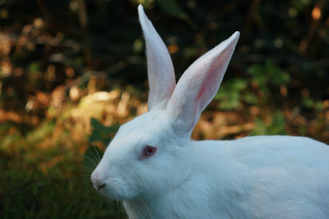 Image - hare white rabbit humane attitude