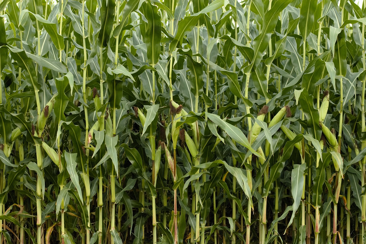 Image - corn green nature cornfield field