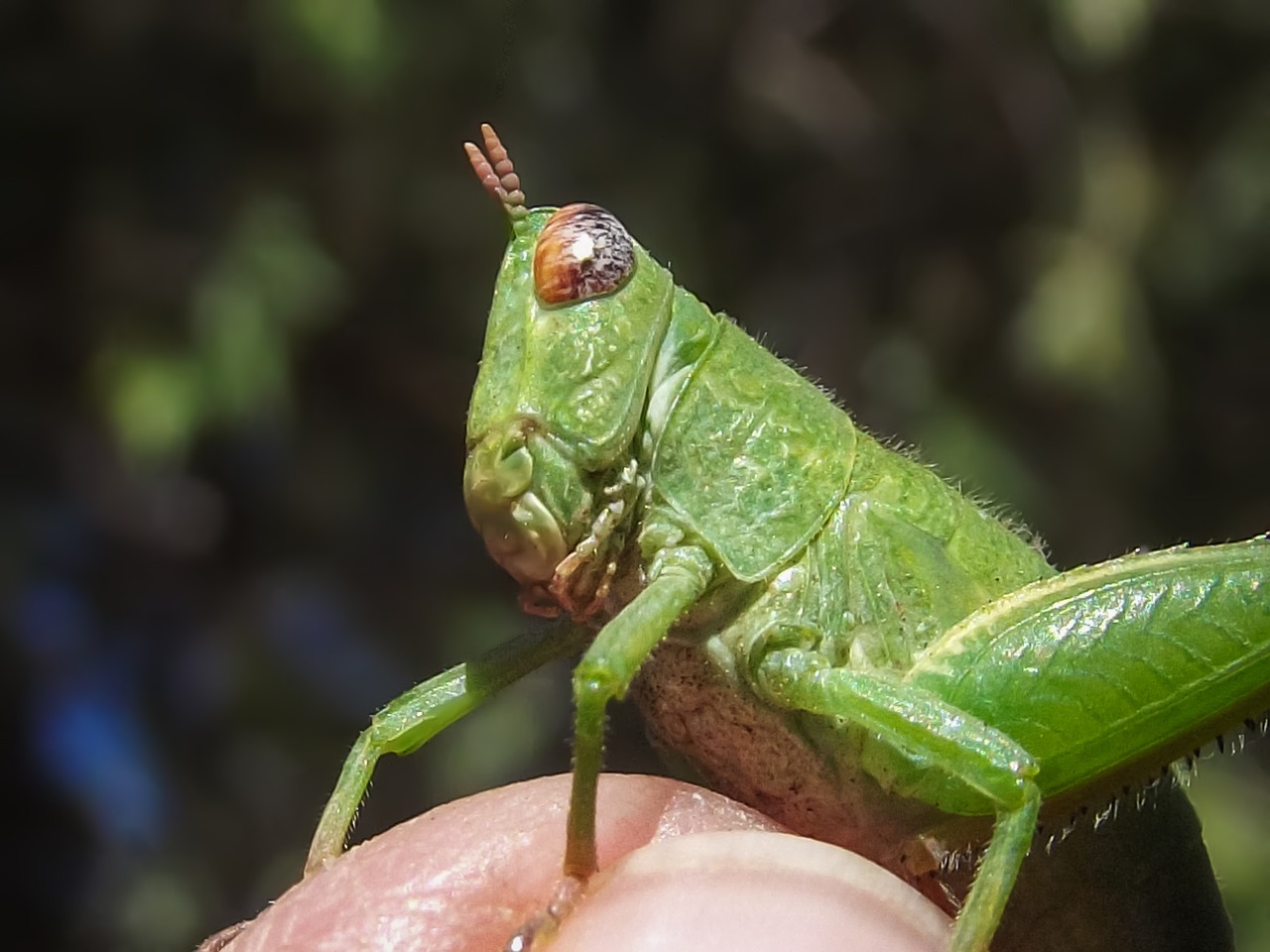 Image - grasshopper nymph green insect