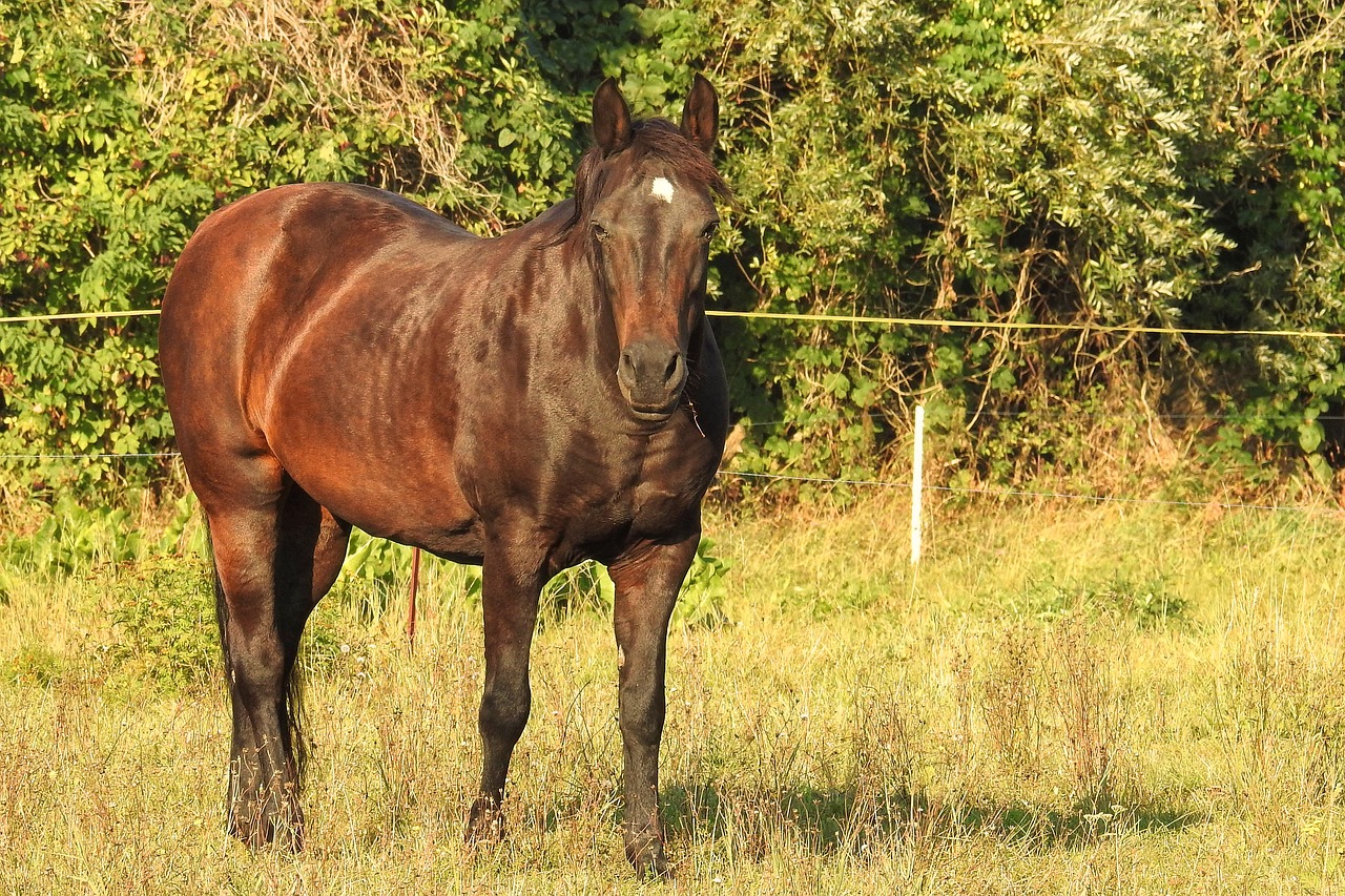 Image - morning sun horse pasture coupling