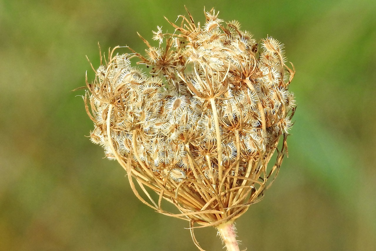 Image - wild carrot plant close nature