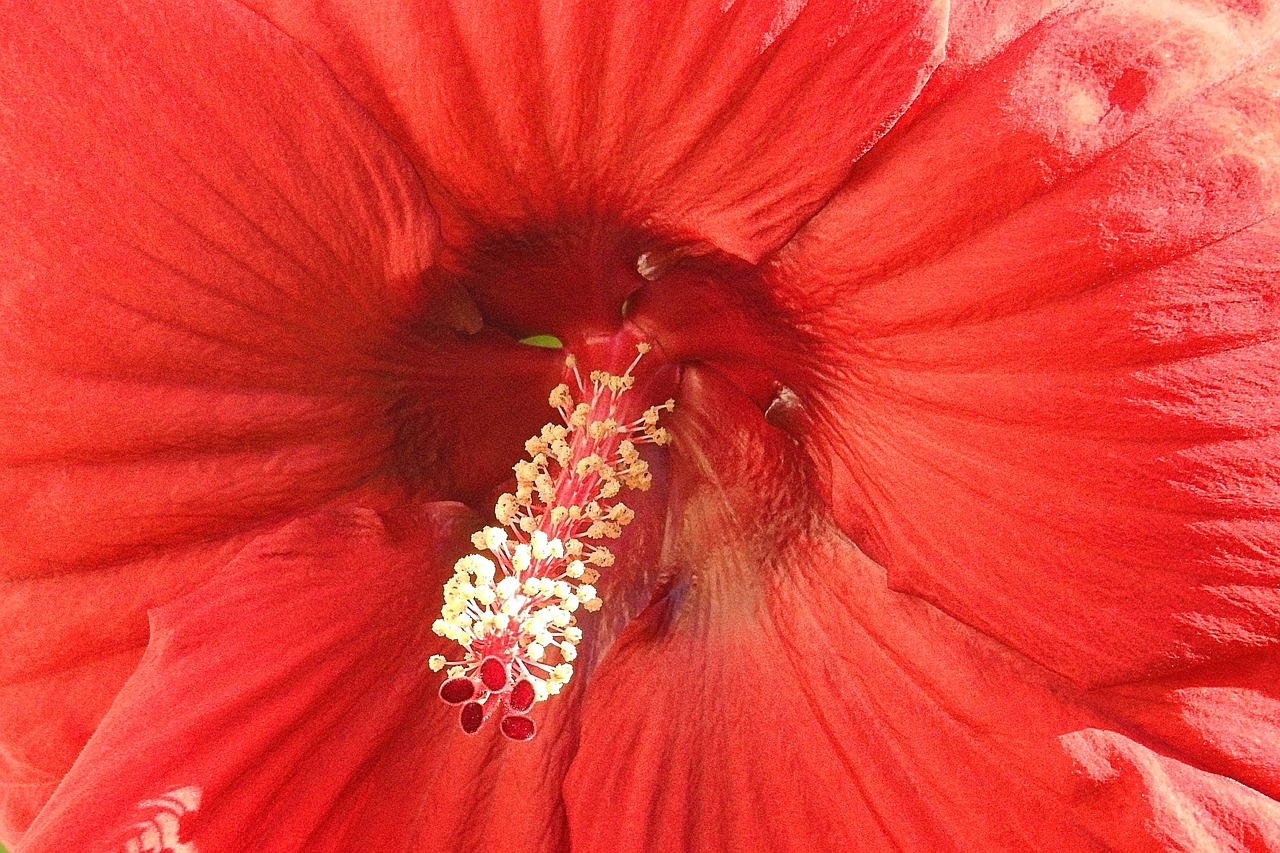 Image - hibiscus flower giant hibiscus red