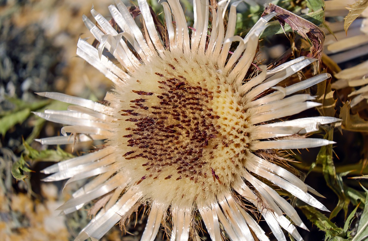 Image - thistle silver thistle