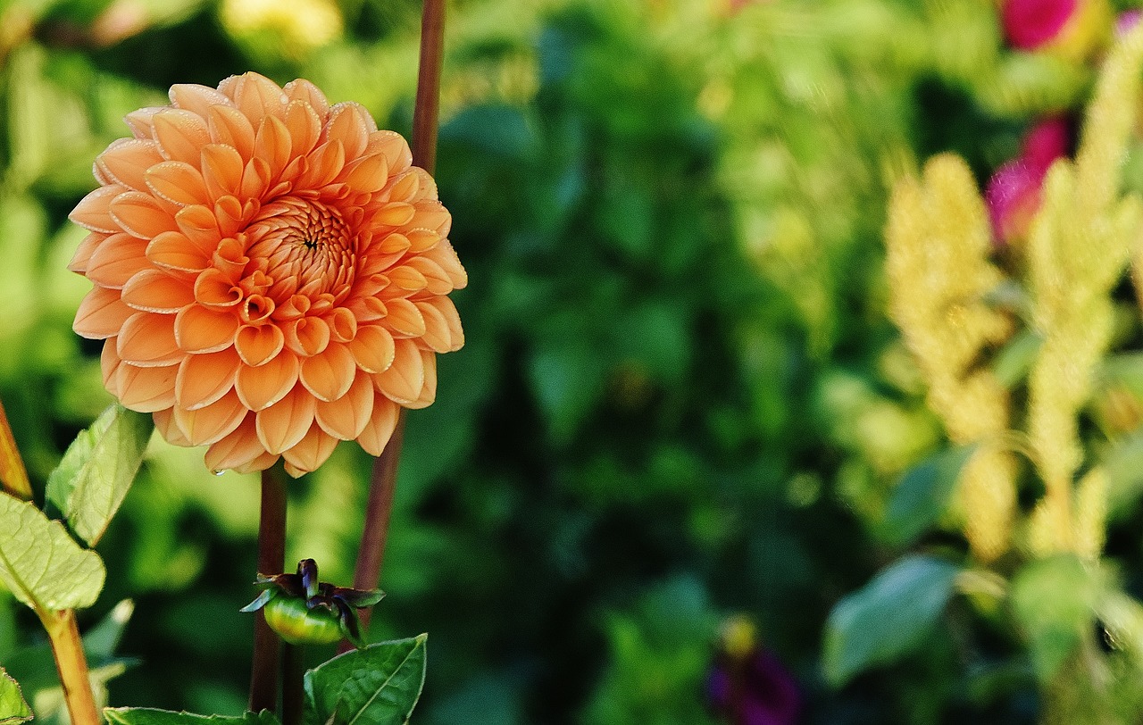 Image - dahlia dahlias autumn asteraceae