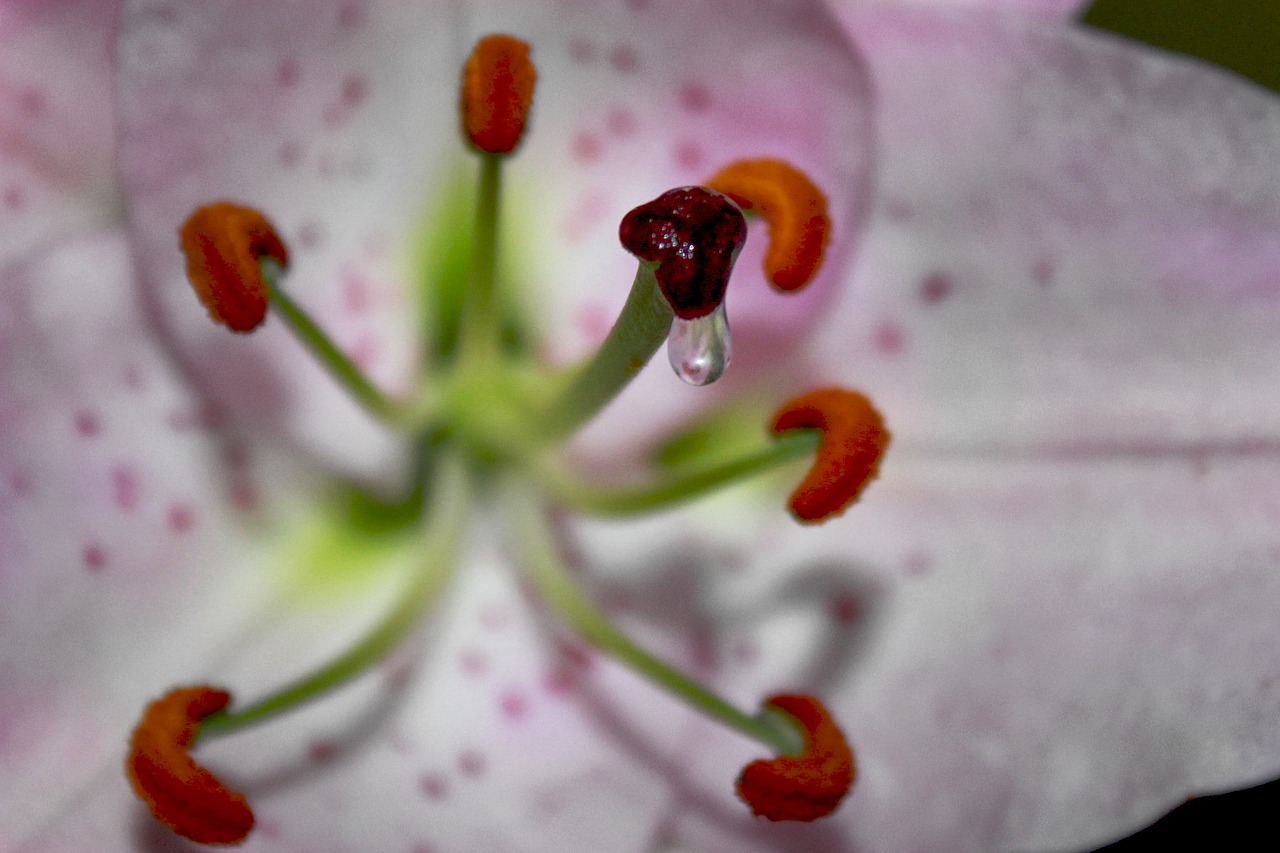 Image - lily pistil pollen flower nectar