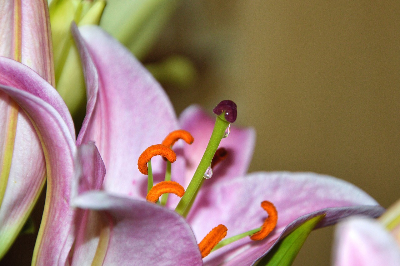 Image - lily pistil pollen flower nectar