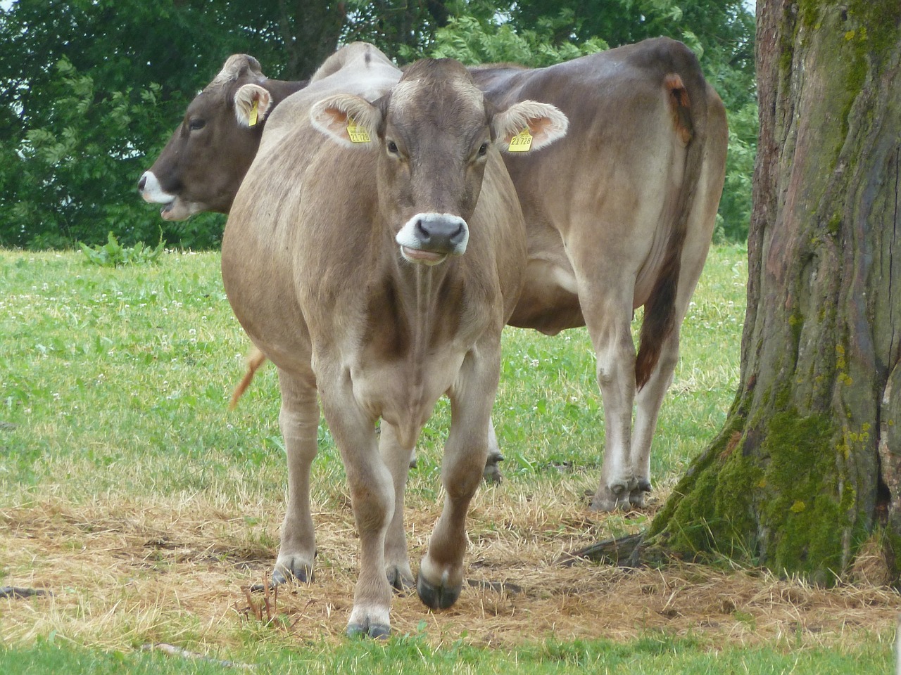 Image - bavaria cattle cow alpine meadow