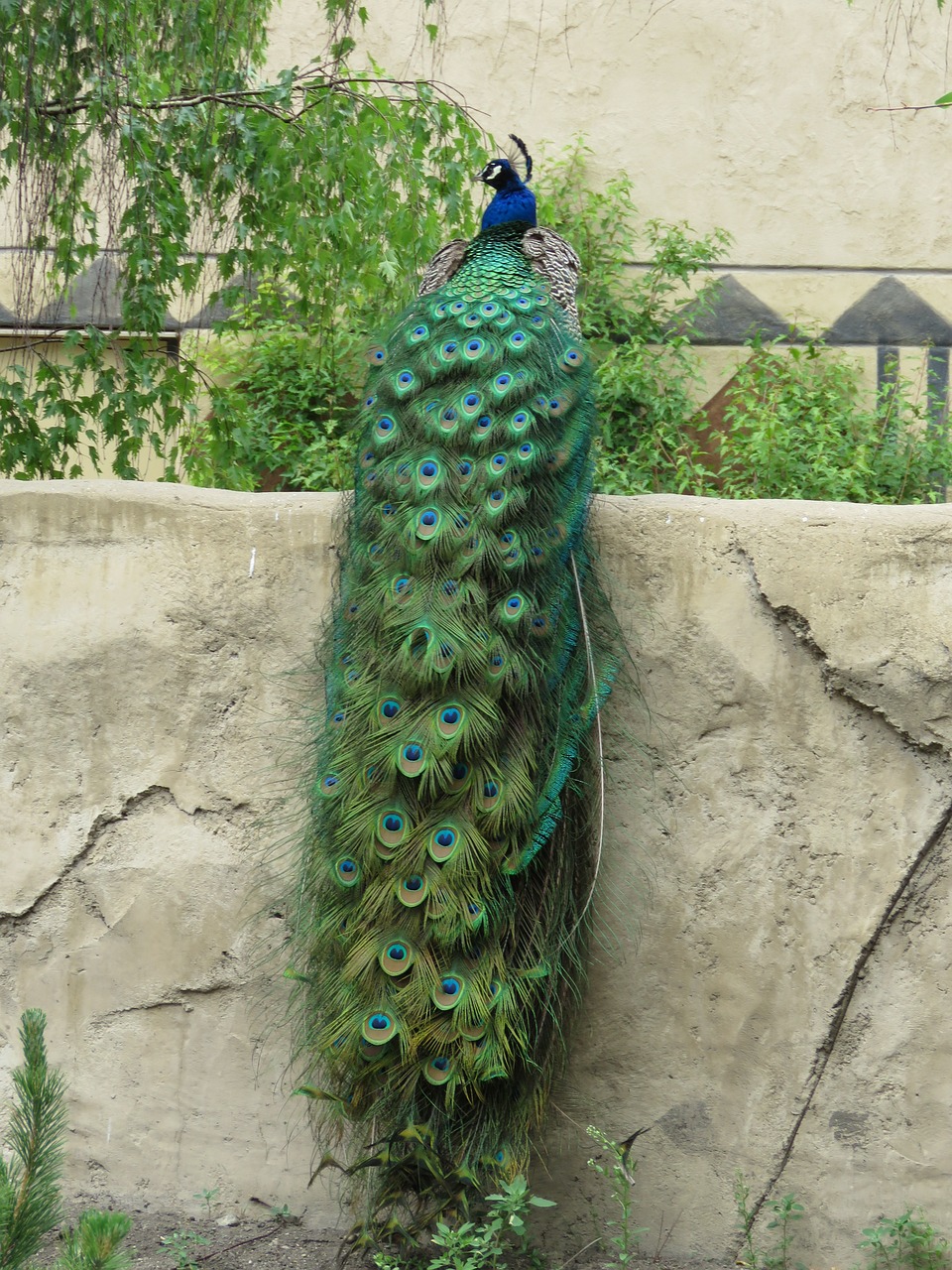 Image - peacock peafowl plumage bird blue