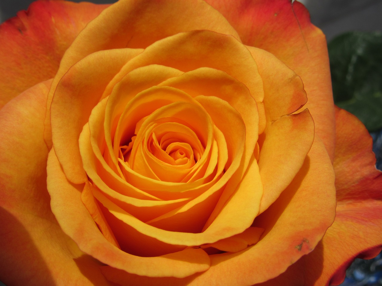 Image - rose orange nature flower yellow