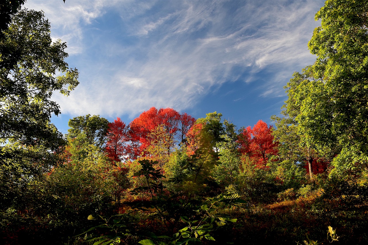 Image - trees foliage fall nature