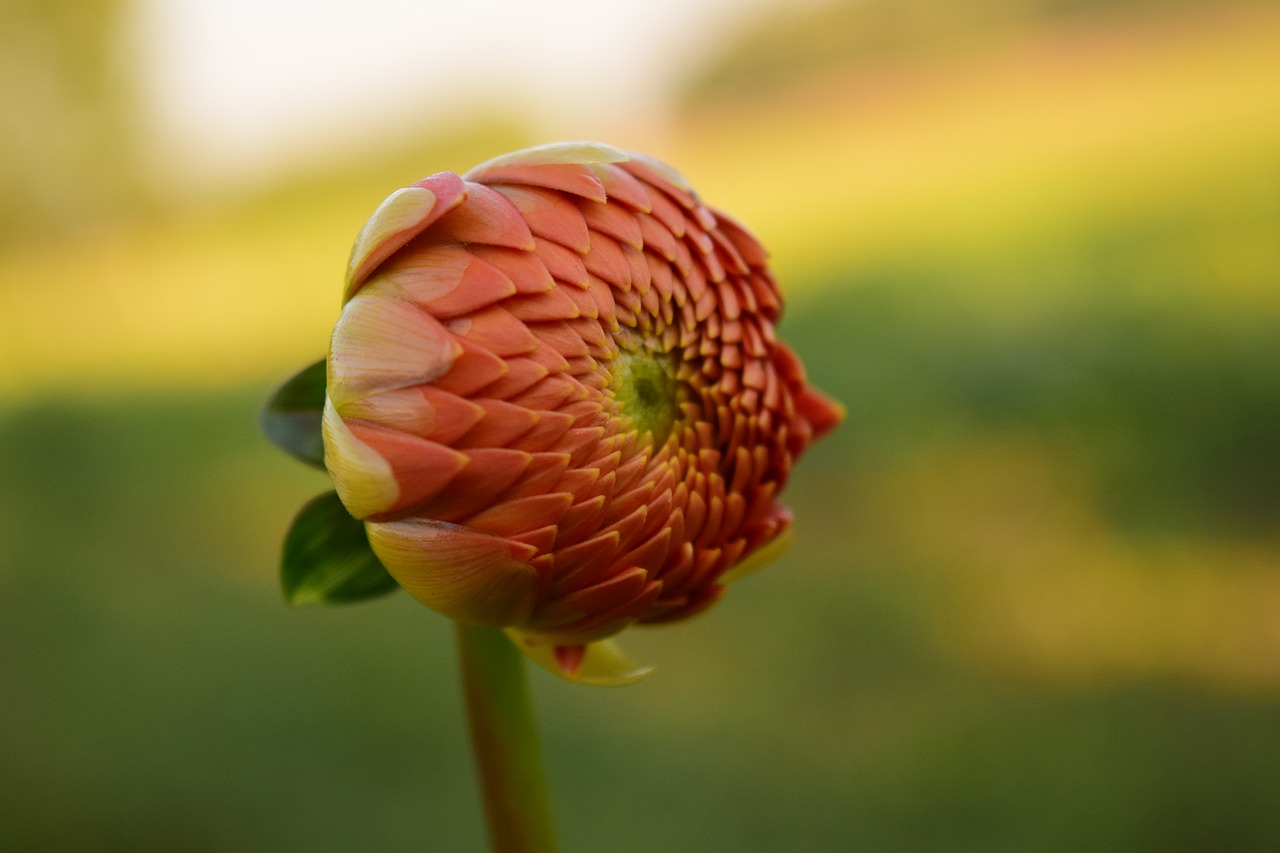 Image - dahlia blossom bloom flower orange