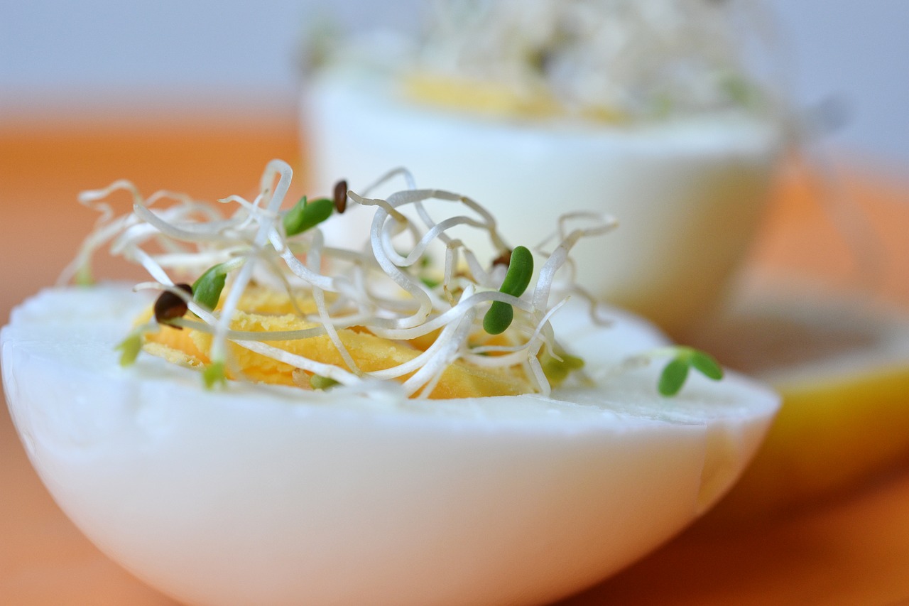 Image - alfalfa germinated egg sprout