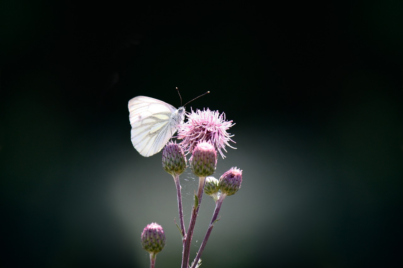 Image - butterfly green vein white ling