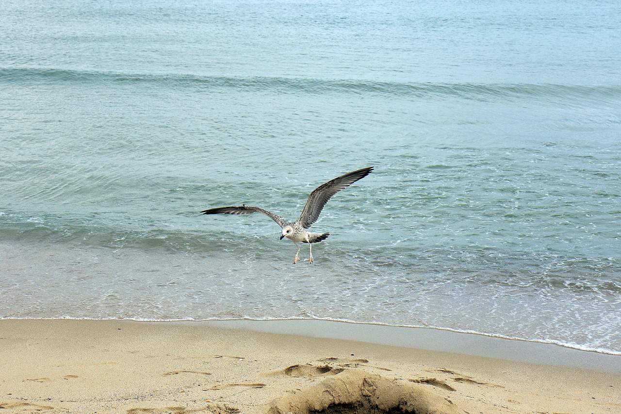 Image - seagull flight sea the black sea