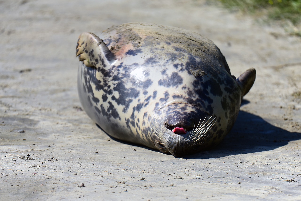 Image - grey seal crawl animals helgoland