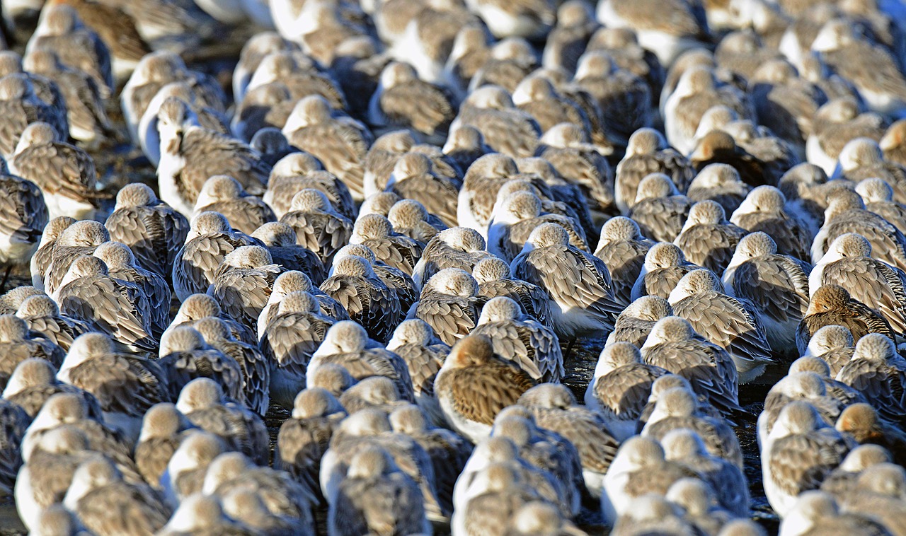 Image - sanderlings birds cuxhaven beach
