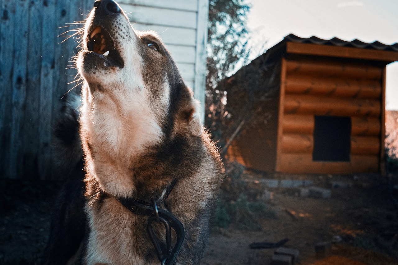 Image - dog angry dog booth chain