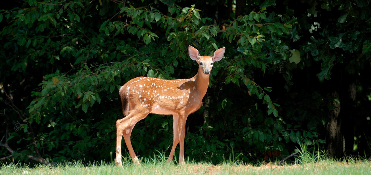 Image - fawn deer animal brown wild