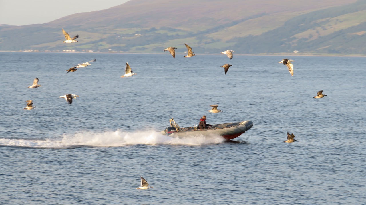 Image - sea boot gulls swarm