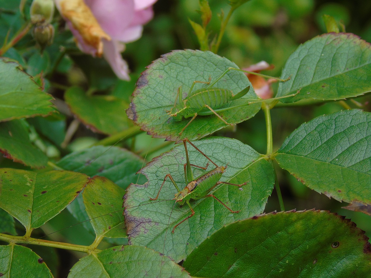 Image - nature grasshopper camouflage