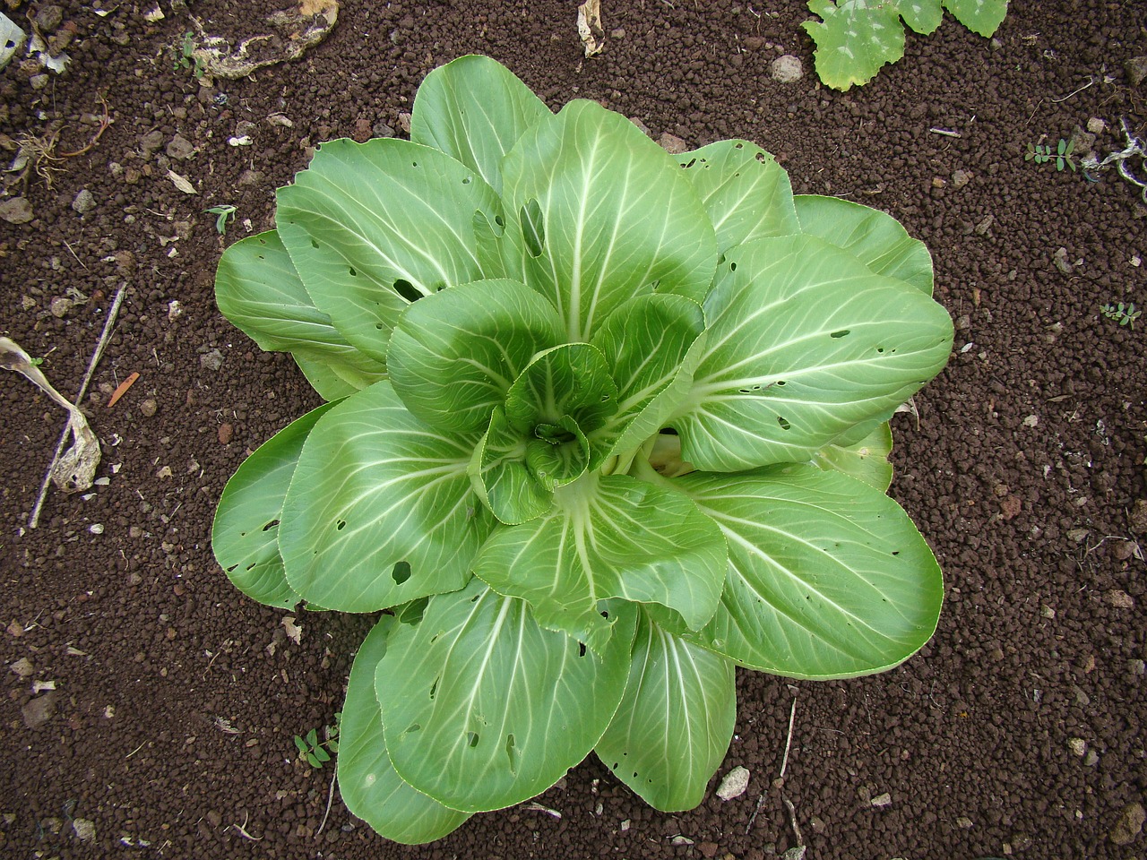 Image - spinach head salad healthy garden