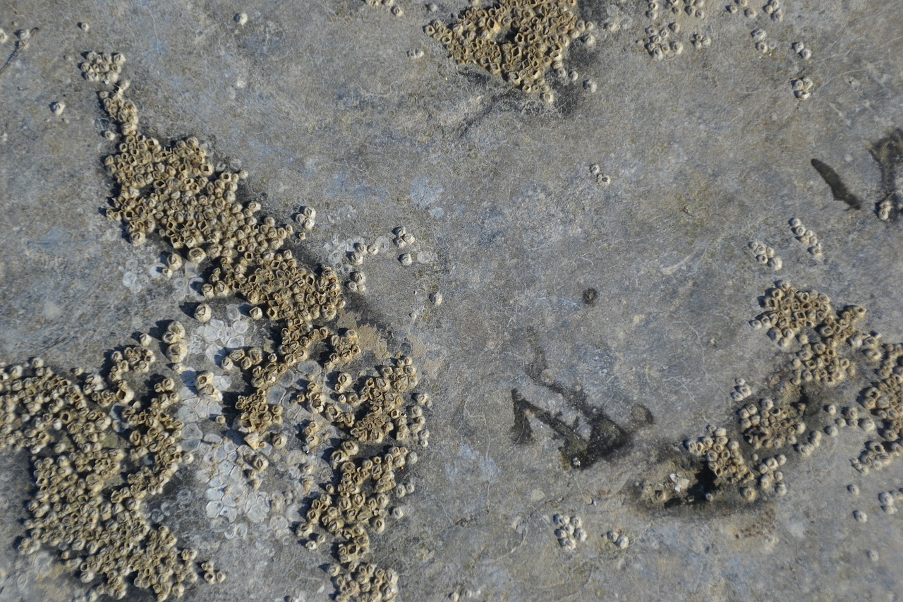Image - sand ripple sea soil sandy beach