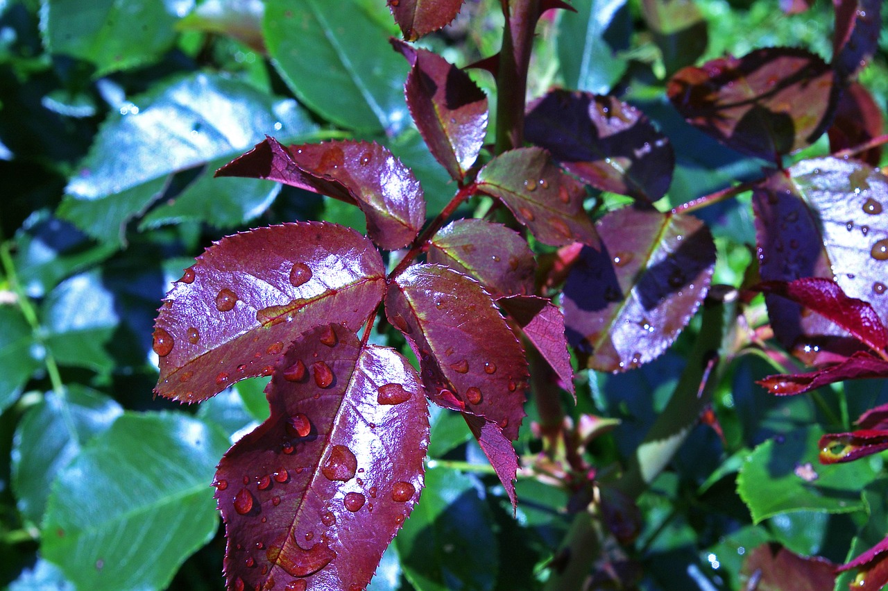 Image - rose petals new growth westerland