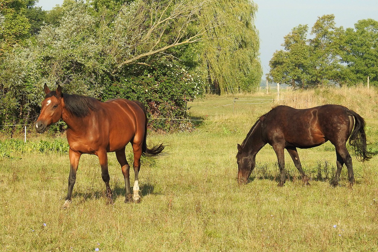 Image - horses pasture meadow graze