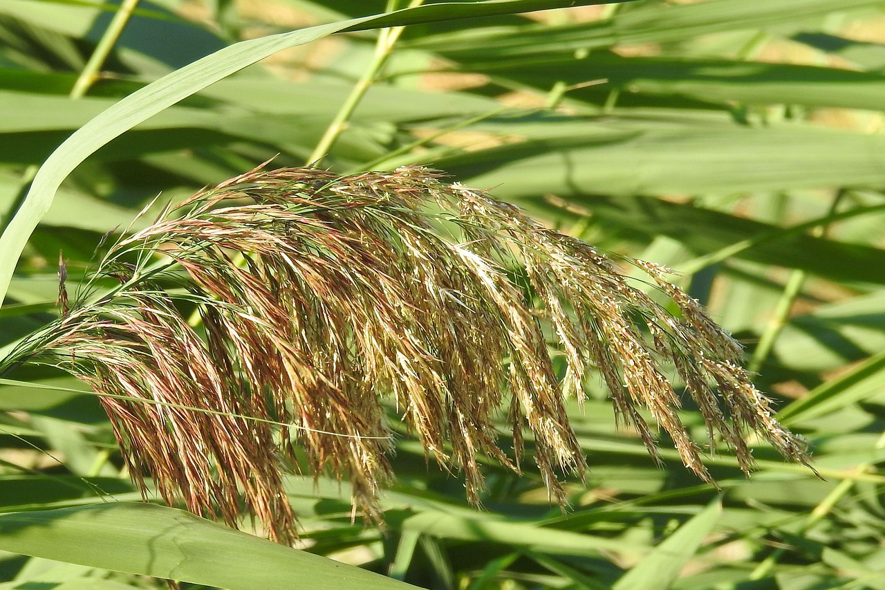 Image - reeds reed rush plant seeds