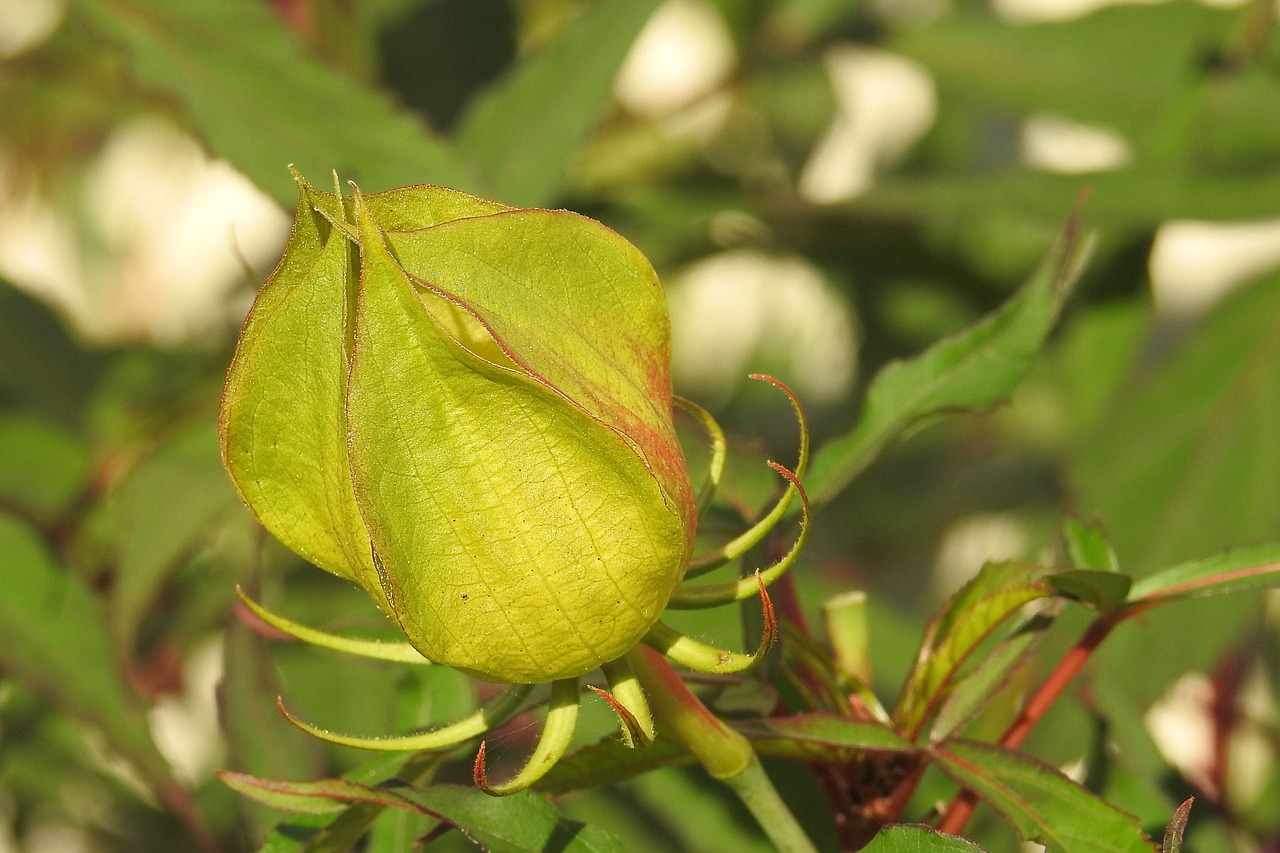 Image - bud hibiscus bud green