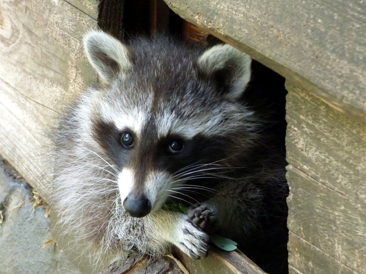 Image - raccoon curious head scaly mammal