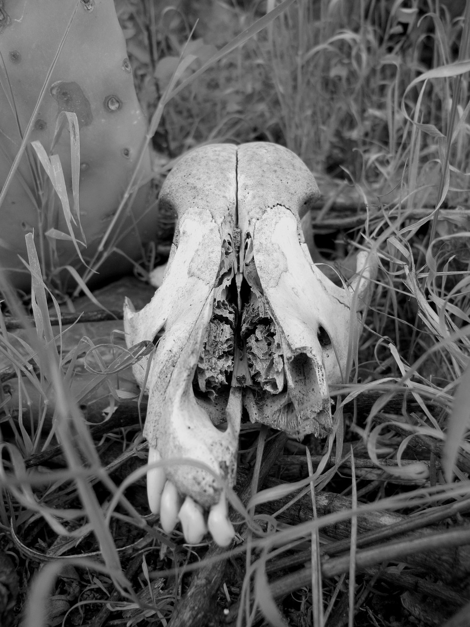 Image - skull black and white wild forest