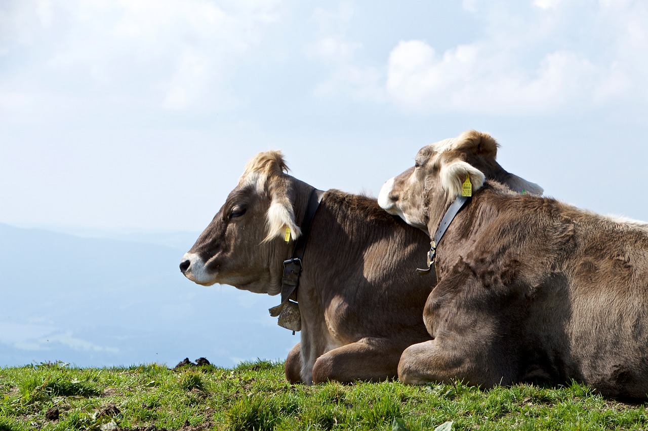 Image - cows cow alm together rest hike