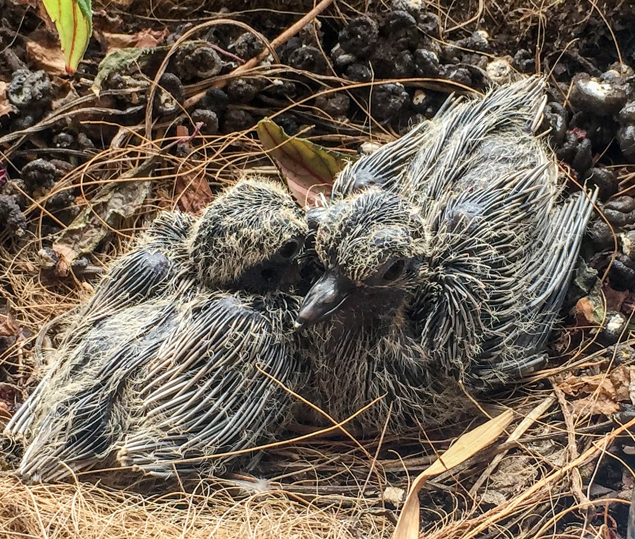 Image - mourning doves birds babies newborn