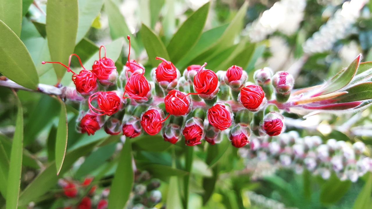 Image - spring flower naturaleza