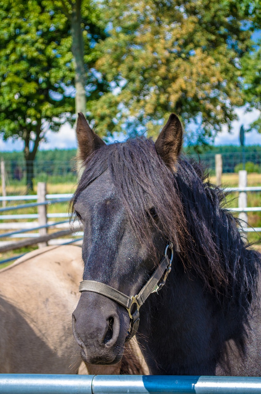 Image - horse portrait poland europe