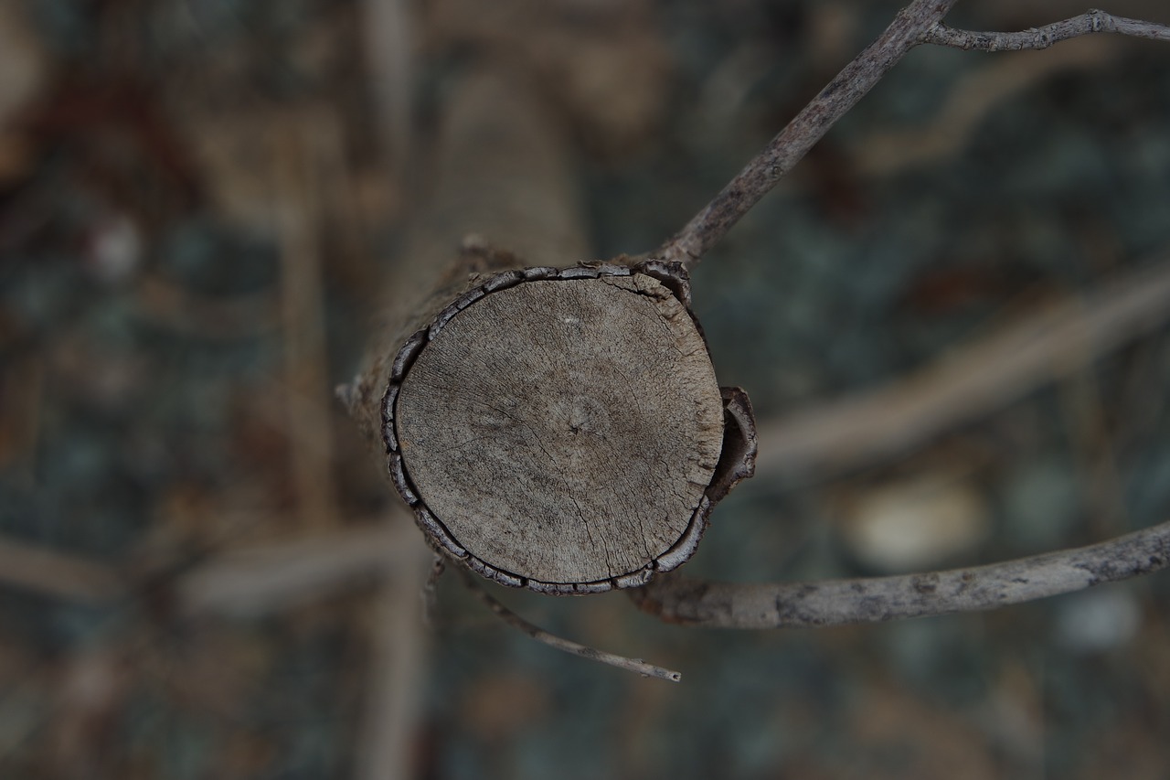 Image - trunk wood texture thicket