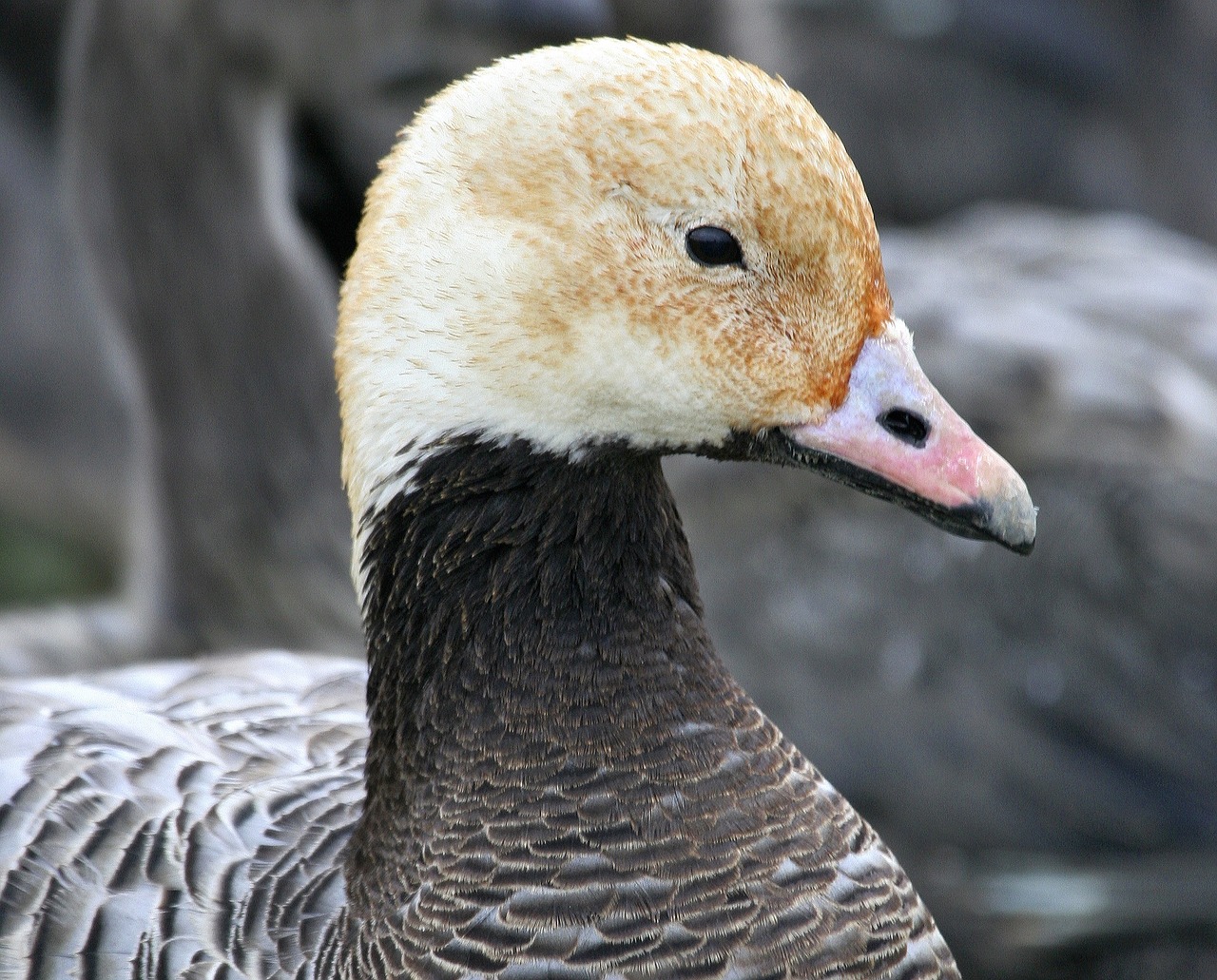 Image - emperor goose close up profile head