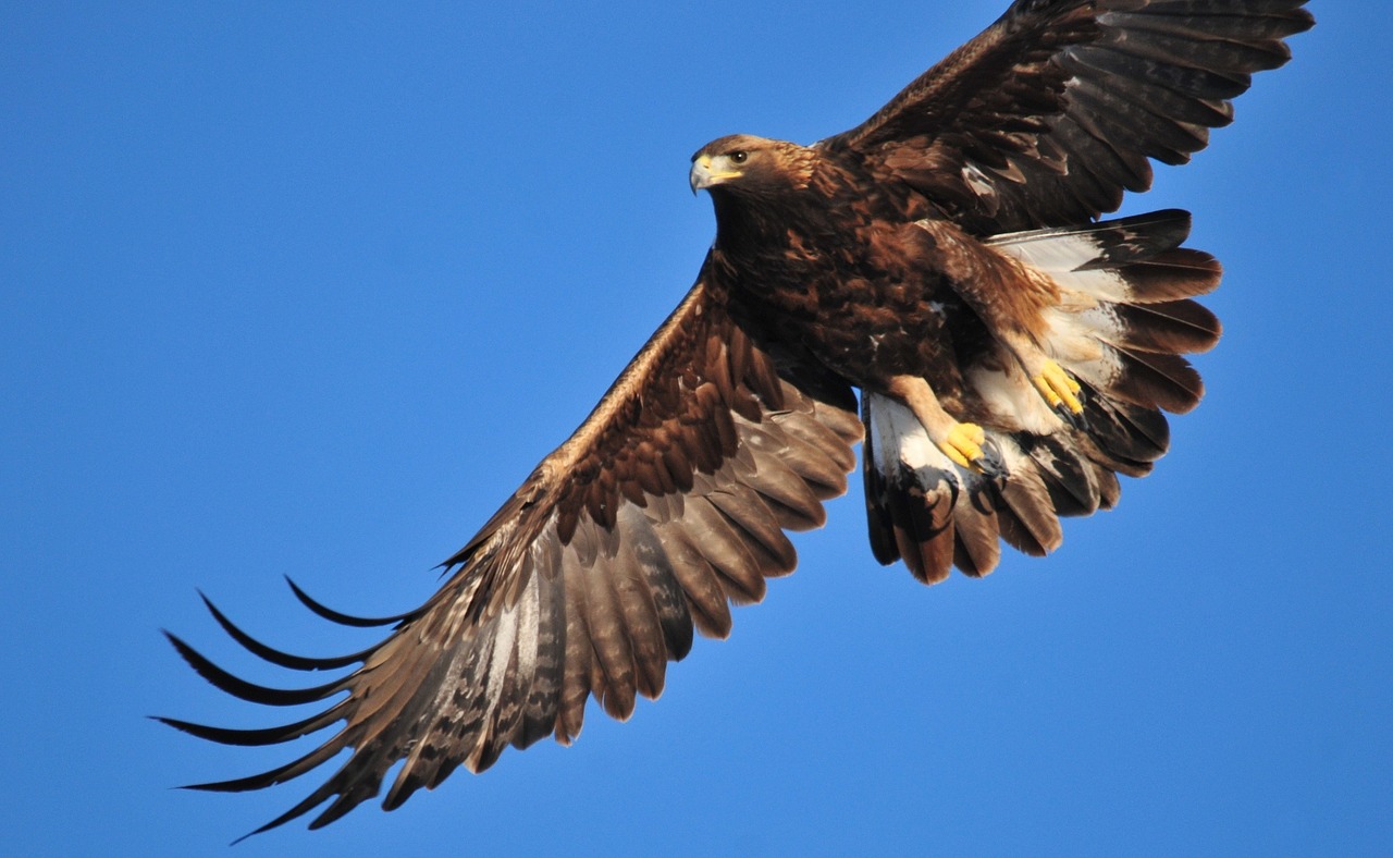 Image - golden eagle soaring bird raptor