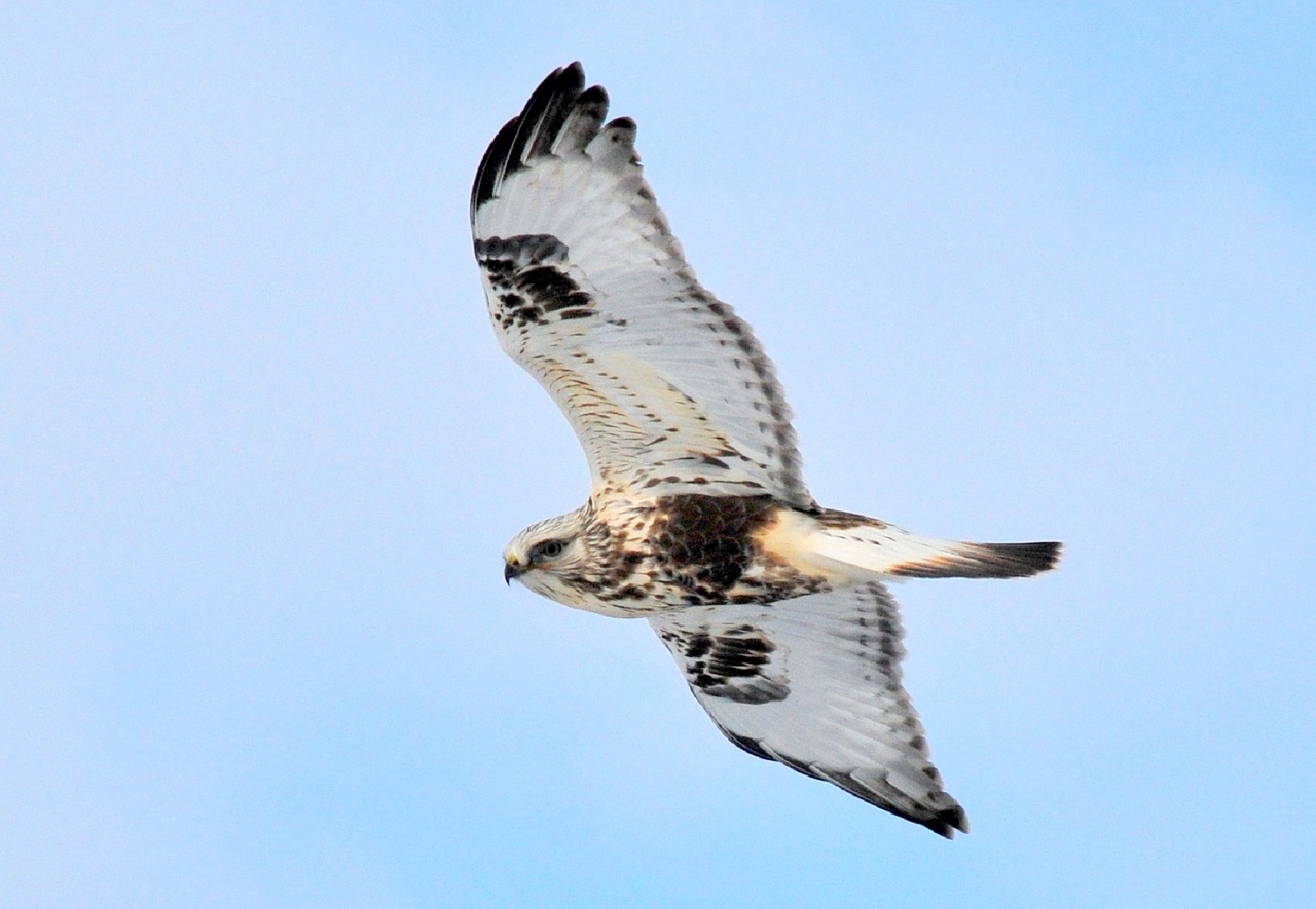 Image - rough legged hawk soaring bird