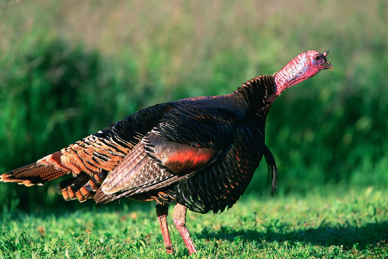 Image - wild turkey bird close up portrait