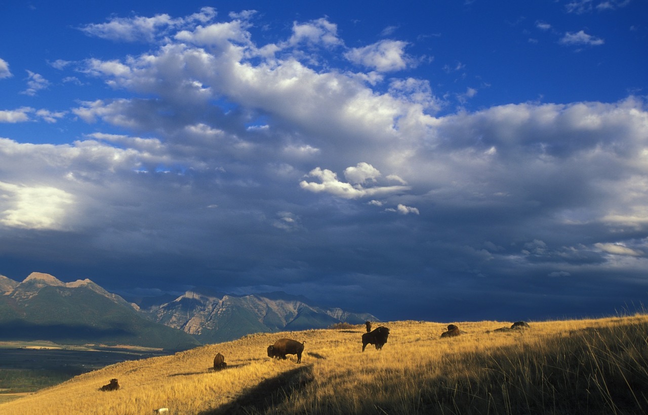 Image - buffalo herd animals mammals