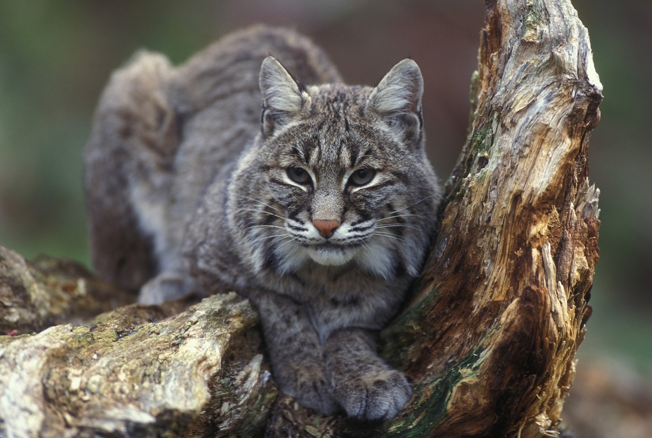 Image - bobcat wildlife predator nature
