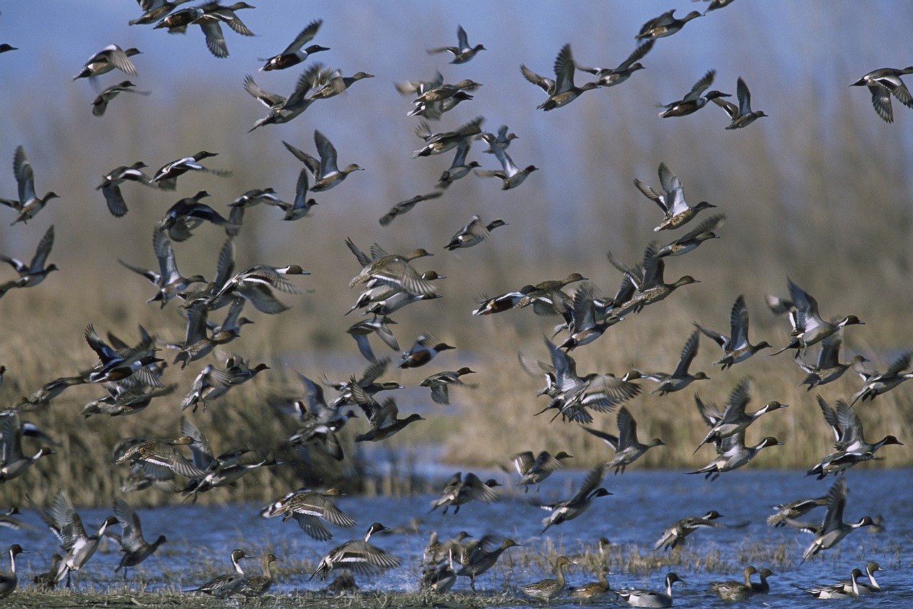 Image - mixed duck flock flying taking off