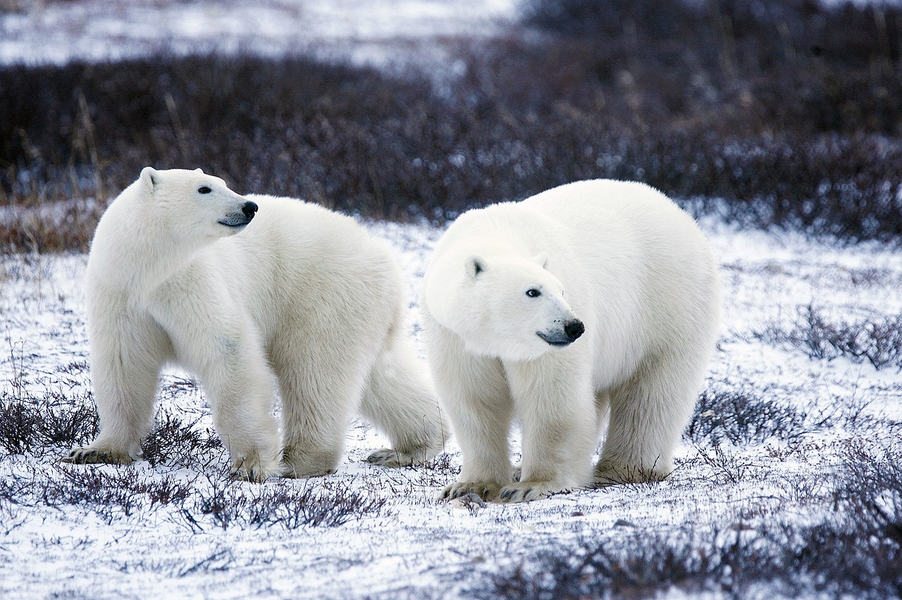 Image - polar bears wildlife snow nature