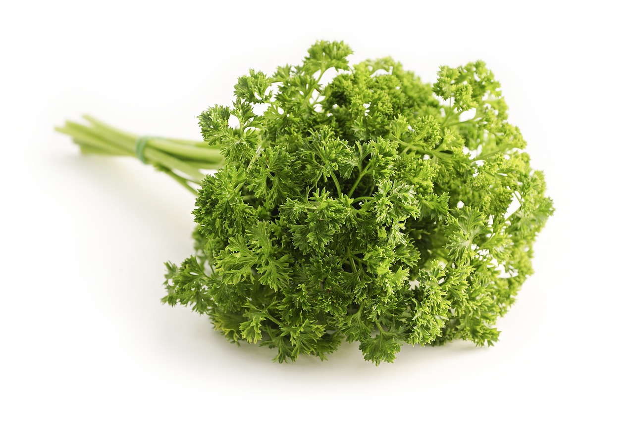 Image - parsley curled petroselinum crispum